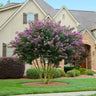 Twilight Crape Myrtle