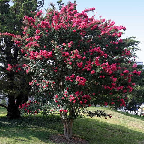 Crape myrtle trees are incredibly heat- and drought-tolerant.