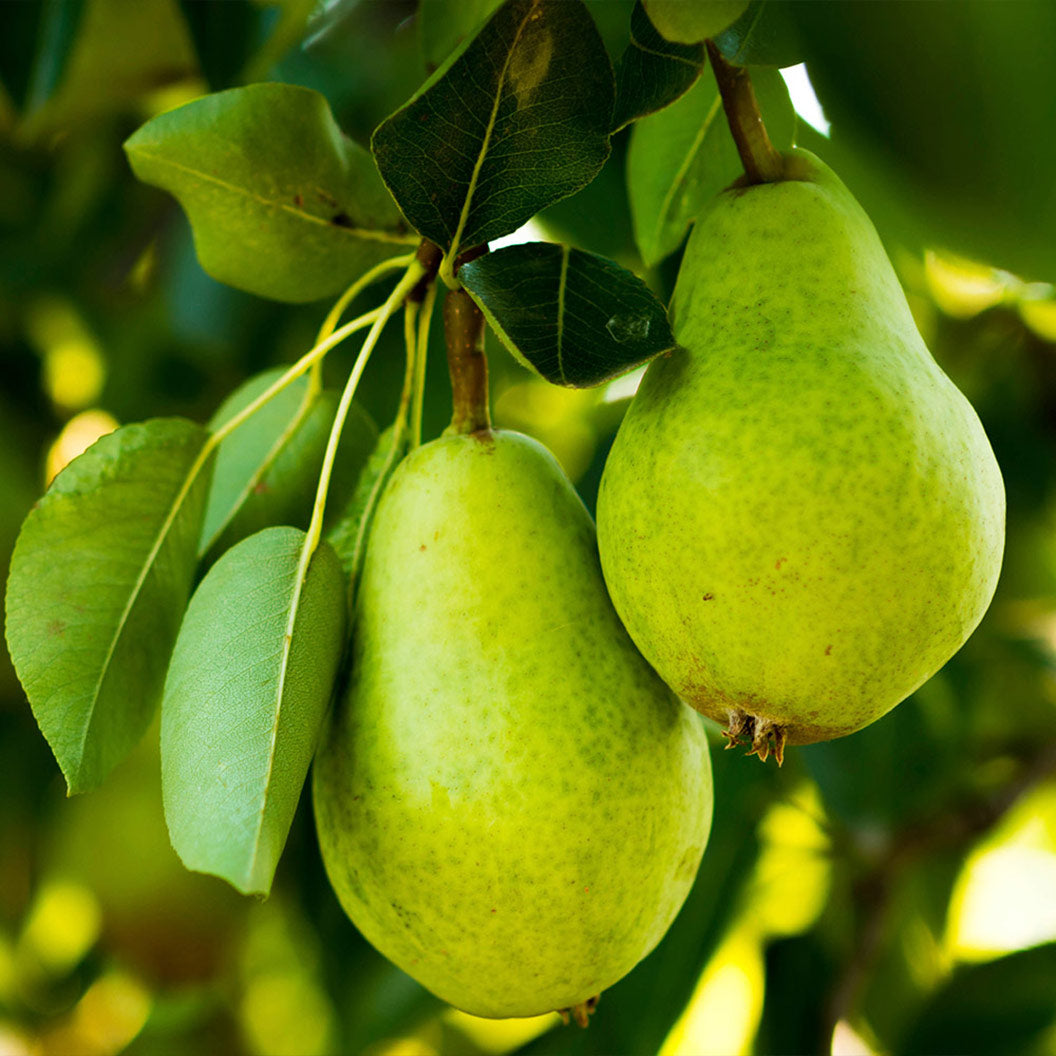 pear tree climate needs