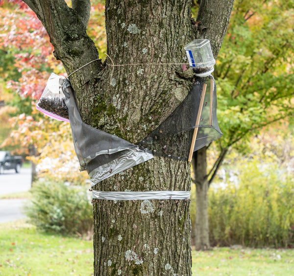 Tree with traps set in early May for pest control