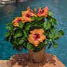 Disco Diva™ Hollywood® Hibiscus