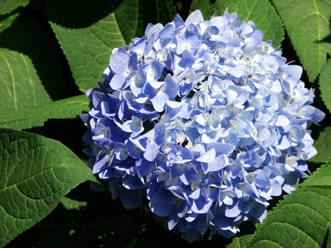 Lush Mophead Hydrangeas with vibrant blue petals in a garden.