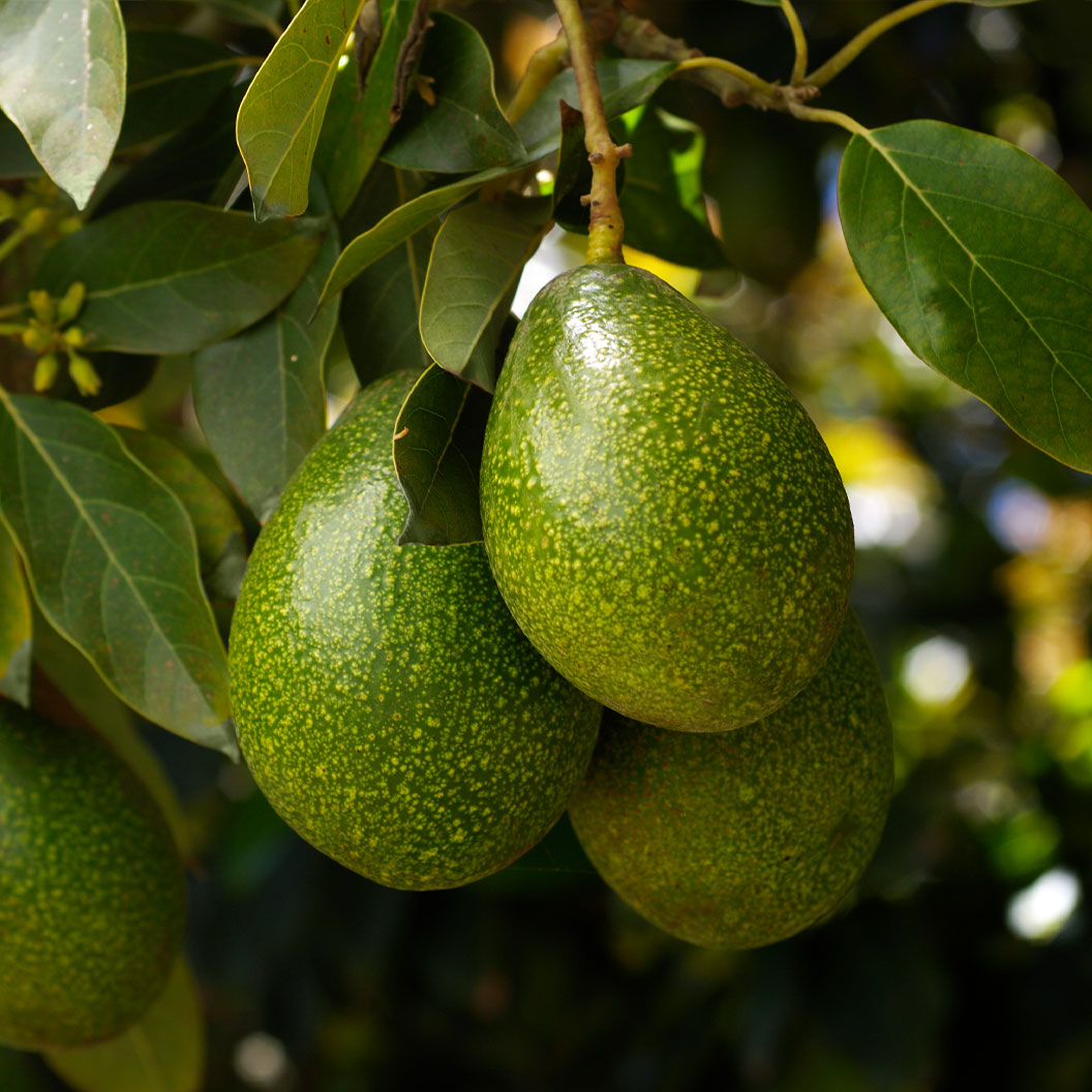 Doni Avocado Tree