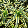 Lemon Lime Dracaena