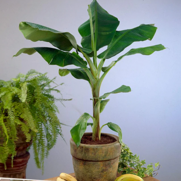 Dwarf Cavendish Banana