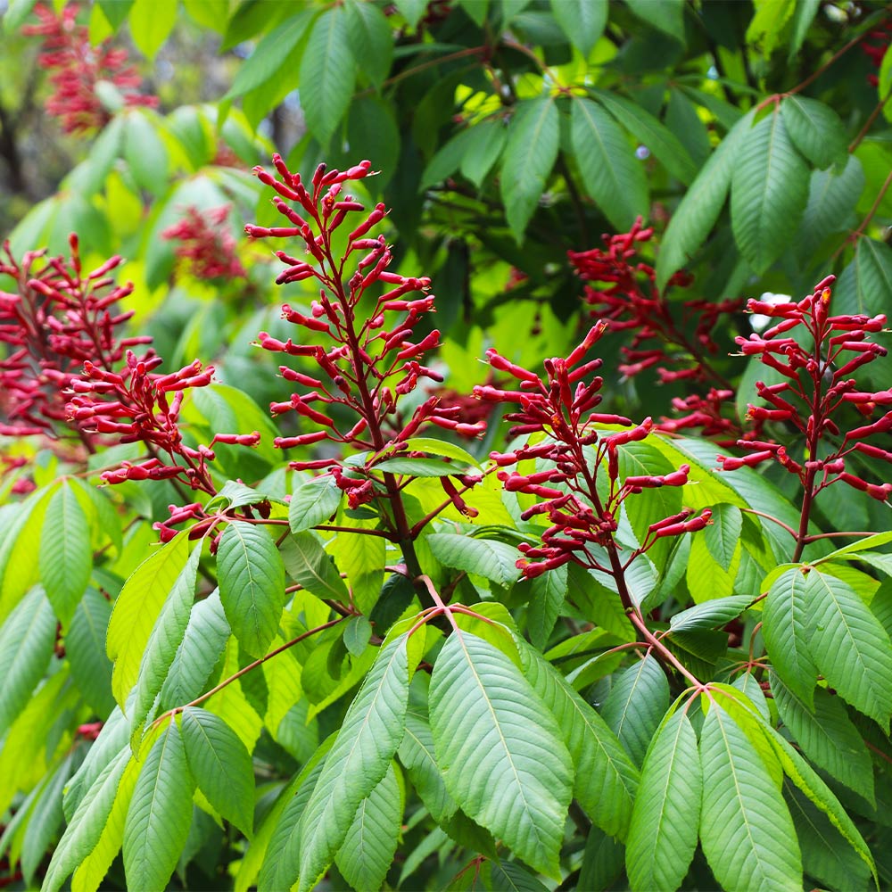 Red Dwarf Buckeye Tree