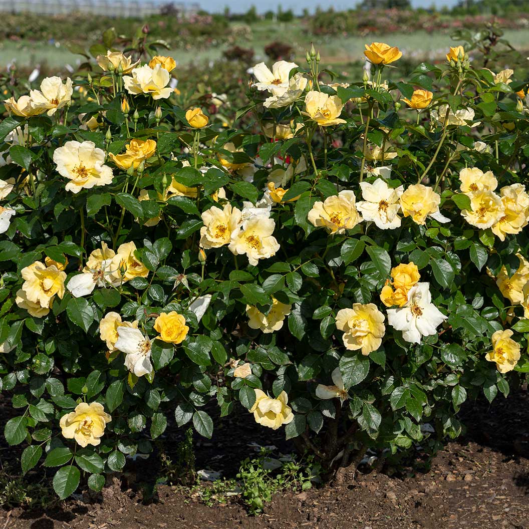 Easy Bee-zy™ Knock Out® Rose