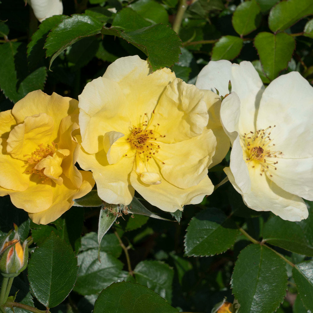 Easy Bee-zy™ Knock Out® Roses for Sale | FastGrowingTrees.com