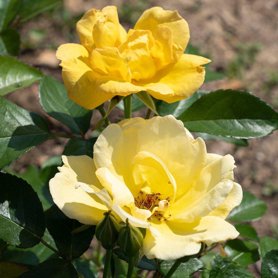 Easy Bee-zy™ Knock Out® Roses for Sale | FastGrowingTrees.com