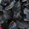 First Editions® Eclipse® Bigleaf Hydrangea