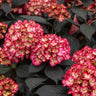 First Editions® Eclipse® Bigleaf Hydrangea