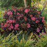 First Editions® Eclipse® Bigleaf Hydrangea