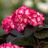 First Editions® Eclipse® Bigleaf Hydrangea