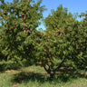 Elberta Peach Tree