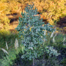 Silver Dollar Eucalyptus Tree