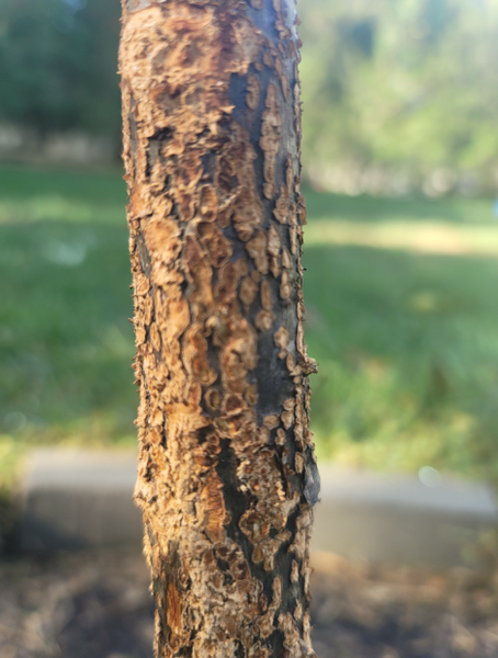 Close-up of a textured apple tree trunk