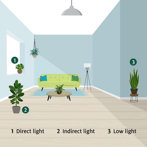 Room with plants under different light intensities: direct, indirect, and low light