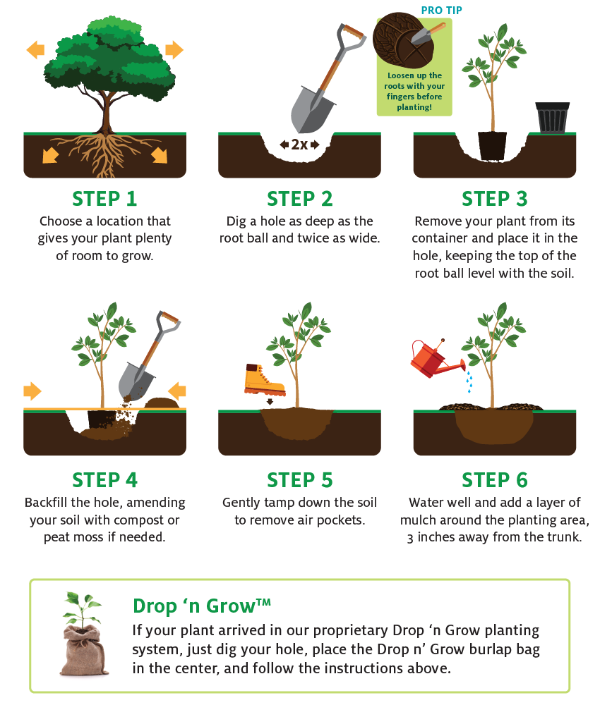 Planting & Care Instructions – FastGrowingTrees.com