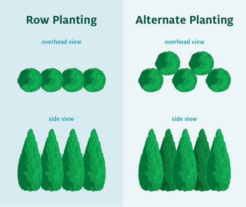 Privacy tree spacing