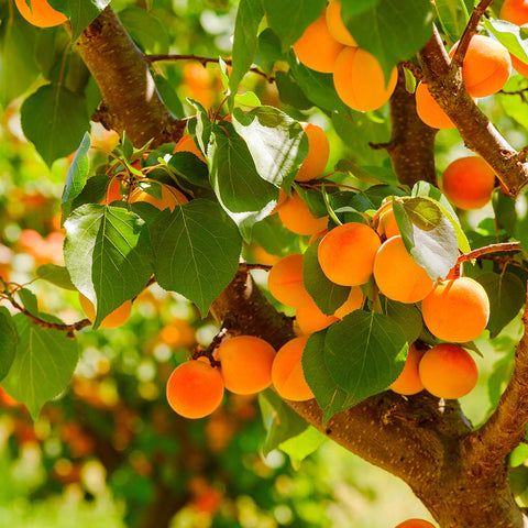 apricots