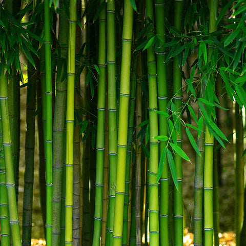 bamboo trees