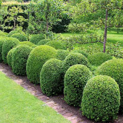 Neatly trimmed Boxwood Shrubs alongside a brick pathway in a lush garden