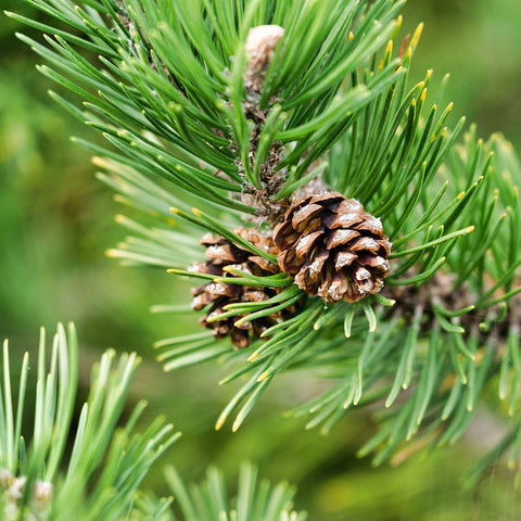 conifer trees