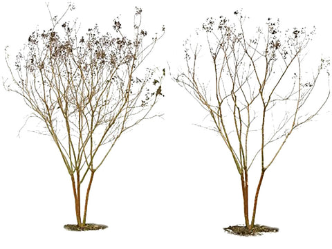 Pruning crape myrtles