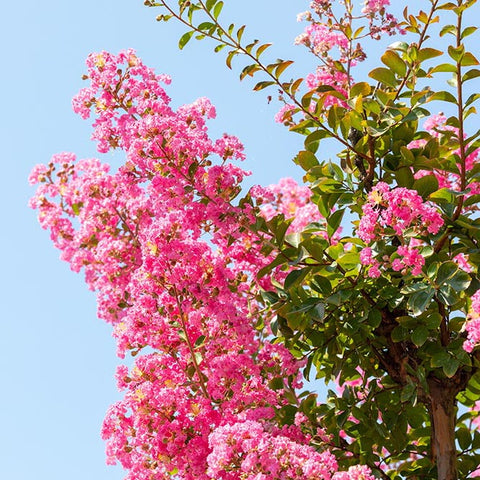 Pink Crape Myrtle bloom