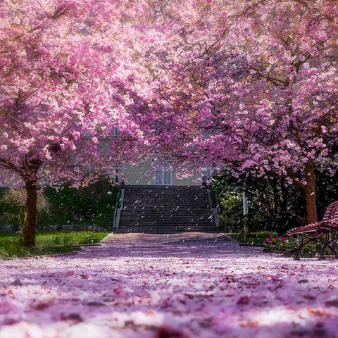 Flowering cherry trees