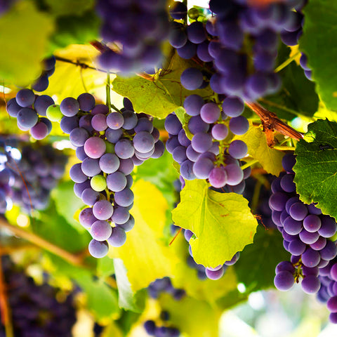 grapes on a vine