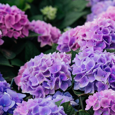 hydrangea shrub