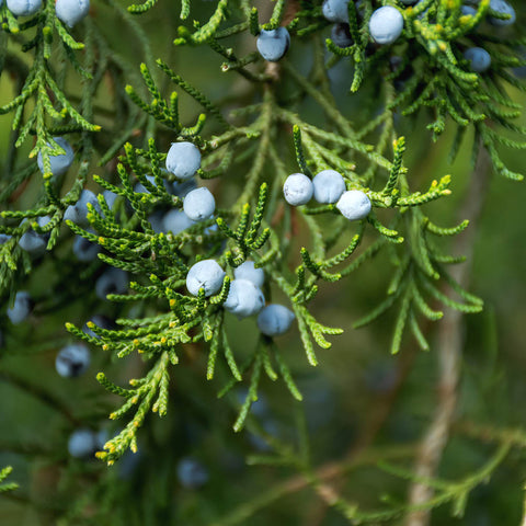 Juniper Trees for Sale | FastGrowingTrees.com