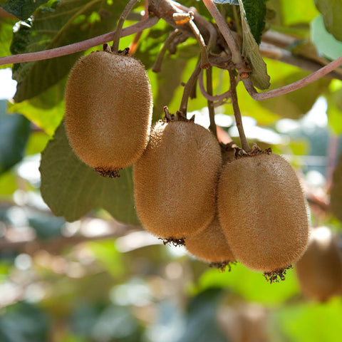 “Ripe Kiwi fruits hanging from a branch of Kiwi Plants