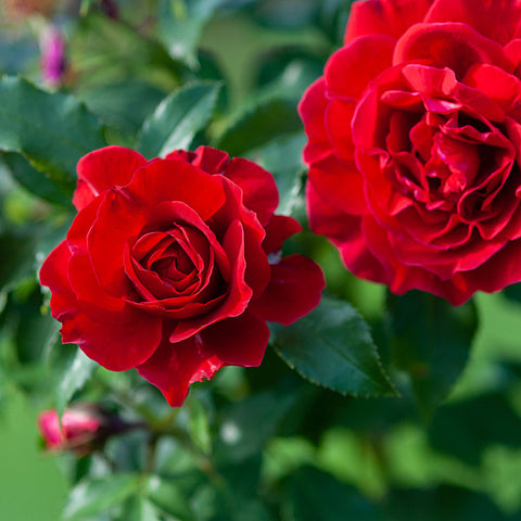 Vibrant red Knock Out® Roses in full bloom