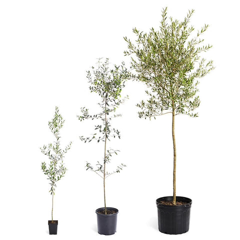 Three potted olive trees of varying sizes, isolated on white background.