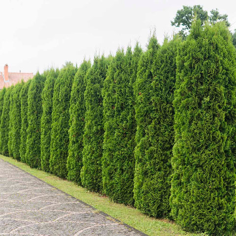 privacy trees