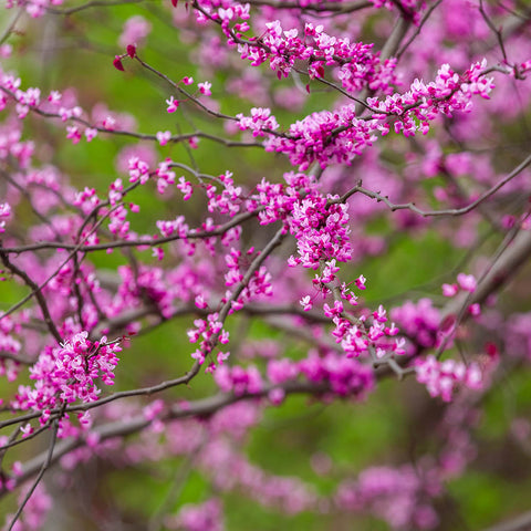 redbud tree