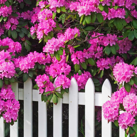 Bright pink Rhododendron blooms above a white picket fence