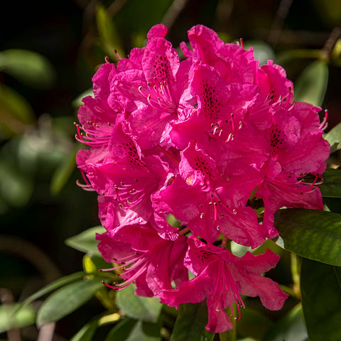 Rhododendron Bushes with vibrant pink flowers in full bloom