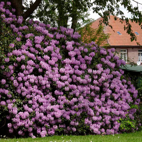 Lush Rhododendron Shrubs with vibrant purple flowers