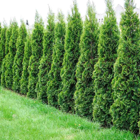 thuja trees