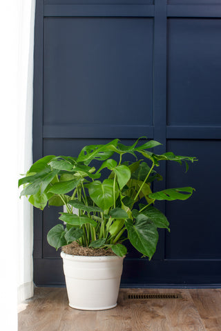 Monstera deliciosa plant in a white pot against a dark blue wall.