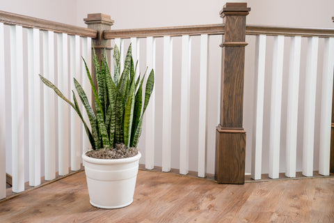 Snake Plant in a white pot next to a wooden staircase