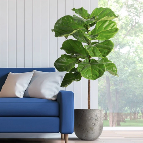 Fiddle-Leaf Fig for Cleaning the Air