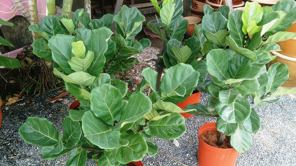 Patio Trees