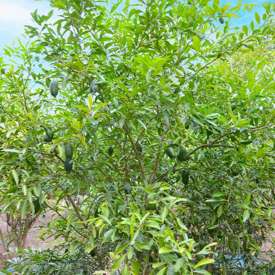 Australian Finger Lime Tree