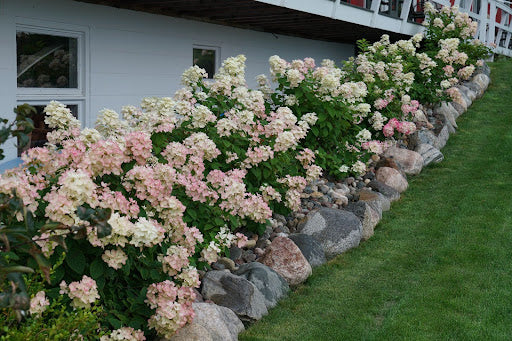 Fire Light hydrangeas bloom white, transitioning to a vibrant pink throughout summer.