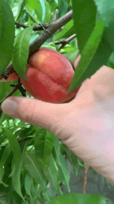 twisting a peach off of a tree