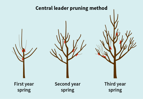 central leader pruning